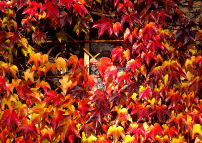 Rote Blätter im Herbst